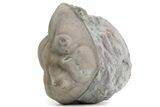 Bargain, Partially Enrolled Asaphus Trilobite - Russia #363242-1
